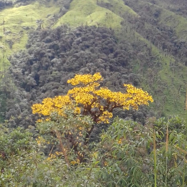 The Guayacanes are blooming in Tapichalaca